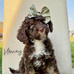 Honeymaren - Brown and white female Bernedoodle puppy in Owasso, Oklahoma from Kallams Bernedoodles & Bernese Mountain Dogs