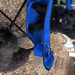Black Russian Terriers from Over the Moon Black Russians