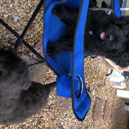 Black Russian Terriers from Over the Moon Black Russians