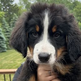 Girl 3 - Black rust and white Bernese Mountain Dog puppy in Michigan from Hummingbird Berners