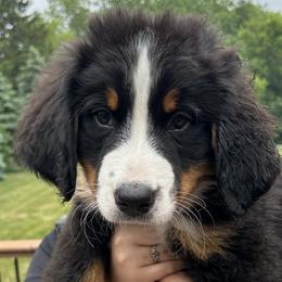 Girl 3 - Black rust and white Bernese Mountain Dog puppy in Michigan from Hummingbird Berners