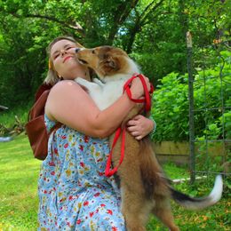 Collie Puppies from Americana Rough Collies