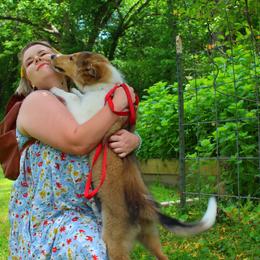 Collie Puppies from Americana Rough Collies