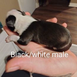 Boy 1 - Black and white Boston Terrier puppy in Superior, Arizona from BostonTerriersAZ