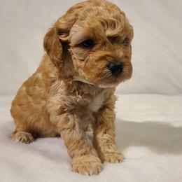 Poodle Puppies from Carolina Poodle Palace