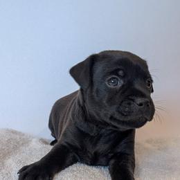 Nipsey Daiser - male Patterdale Terrier puppy in Yucaipa, California from Moormont Kennels