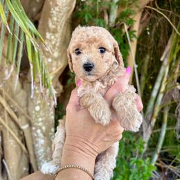 Grady - Apricot male Goldendoodle puppy in Fort Myers, Florida from Daisy Doodles LLC