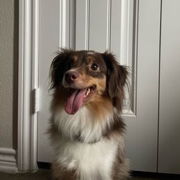 Lyla - Miniature Australian Shepherd