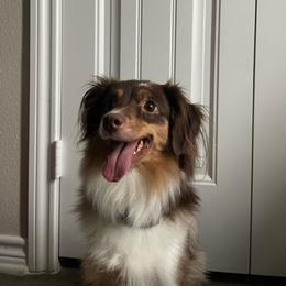 Lyla - Miniature Australian Shepherd