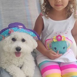 Bichon Frise Puppies from The Blessed Bichons