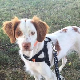 Brittanys from Ricks Brittany Kennel