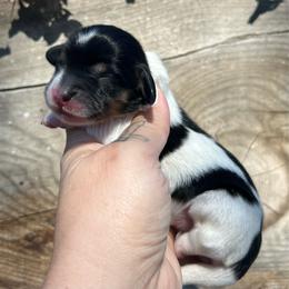 Petunia - Piebald female Dachshund puppy in Payette, Idaho from NT Mini Doxies