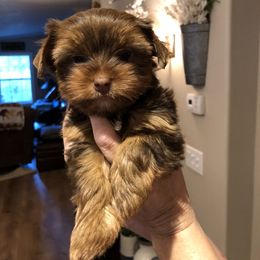 Yorkshire Terrier Puppies from Happy Days Acres and Yorkies