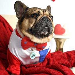 Bodhi - French Bulldog