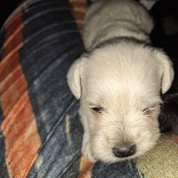 Girl 2 - White female Schnoodle puppy in New Cambria, Kansas from Shrivers' Sweethearts