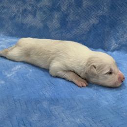 3 - Gold male Border Collie puppy in New Bern, North Carolina from New Bern Border Collies
