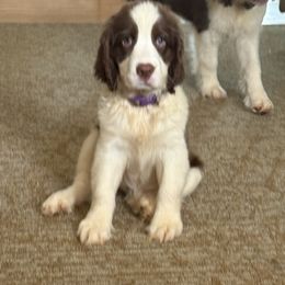 Gloria - Liver and white female English Springer Spaniel puppy in Cookeville, Tennessee from AVE Springer Spaniels