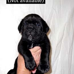 Cane Corso Puppies from Rock Creek Cane Corso