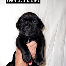Cane Corso Puppies from Rock Creek Cane Corso