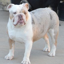 Bulldogs from K10 Farms