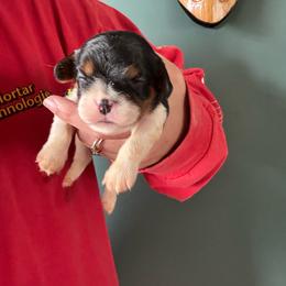 Pink tri - Tri-color female Cavalier King Charles Spaniel puppy in Greenleaf, Wisconsin from Ledgetop Family Cavaliers