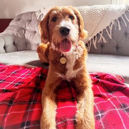 Skye - Labradoodle
