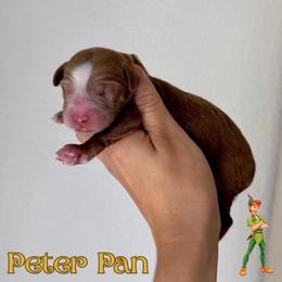 Peter Pan - Red  male Goldendoodle puppy in Aubrey, Texas from The Parrish Doods