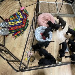 Goldendoodle, Miniature Schnauzer, and Poodle Puppies from 501Doodles