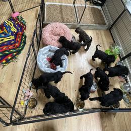 Goldendoodle, Miniature Schnauzer, and Poodle Puppies from 501Doodles