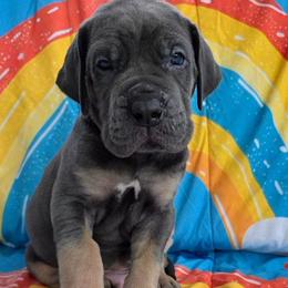 BOBBY Blue tan point - Blue male Great Dane puppy in Port Clinton, Ohio from LakeSide Danes