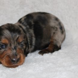 Rolo - Dapple male Dachshund puppy in Powderly, Texas from Kuttin’ Up Mini Aussies