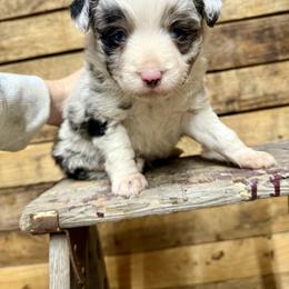 Blue - Blue merle male Toy Australian Shepherd puppy in Brashear, Texas from Double R farms