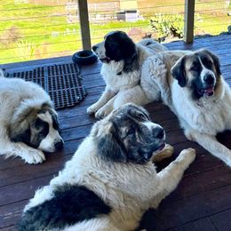 Pyrenean Mastiffs from Pu’uwai O Pokela Farm