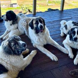 Pyrenean Mastiffs from Pu’uwai O Pokela Farm