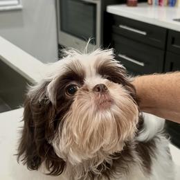 Shih Tzu Puppies from Mayra’s Shih Tzus