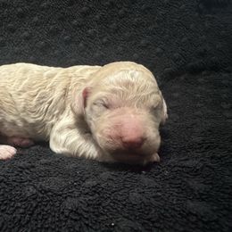 Puppy - Parti female Poodle puppy in Bremen, Georgia from Kelley’s Poodle Patch