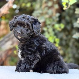 Lucy - female Australian Mountain Doodle puppy in Highland, Utah from Angel Pups Deluxe