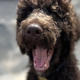 Poodles from Kenney kennels