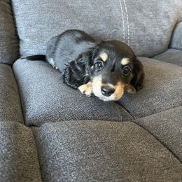 Hannah - Black and cream Dachshund puppy in Perris, California from Doxie_pupps