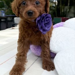 Deisy - Red  female Poodle puppy in Cape Coral, Florida from Ruby the poodle