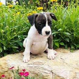 Stitch - Brown brindle male American Staffordshire Terrier puppy in Clintwood, Virginia from SkyBlue Kennel