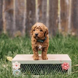 Goldendoodle Puppies from 307 Doodles