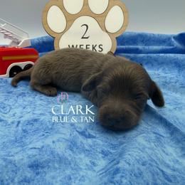 Clark - Gray (blue) male Dachshund puppy in Waseca, Minnesota from Dragonfly Doxies