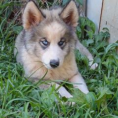 Native American Indian Dog Puppies from Indian Valley Kennels