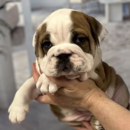 Bulldog Puppies from Sweet Rolls