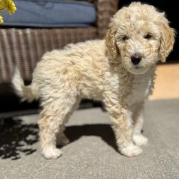 Boo - Yellow and white female Bernedoodle puppy in Springville, Utah from Oodles of Bernedoodles