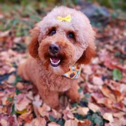 Miku - Poodle