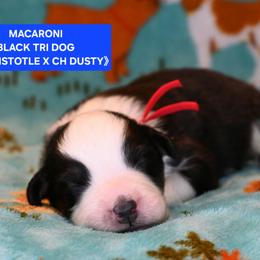 Macaroni - Black tri-color male Australian Shepherd puppy in Asotin, Washington from Sierra Cisco Farms