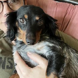 Gabby - Dachshund