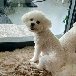 Bichon Frises from My Beautiful Bichons
